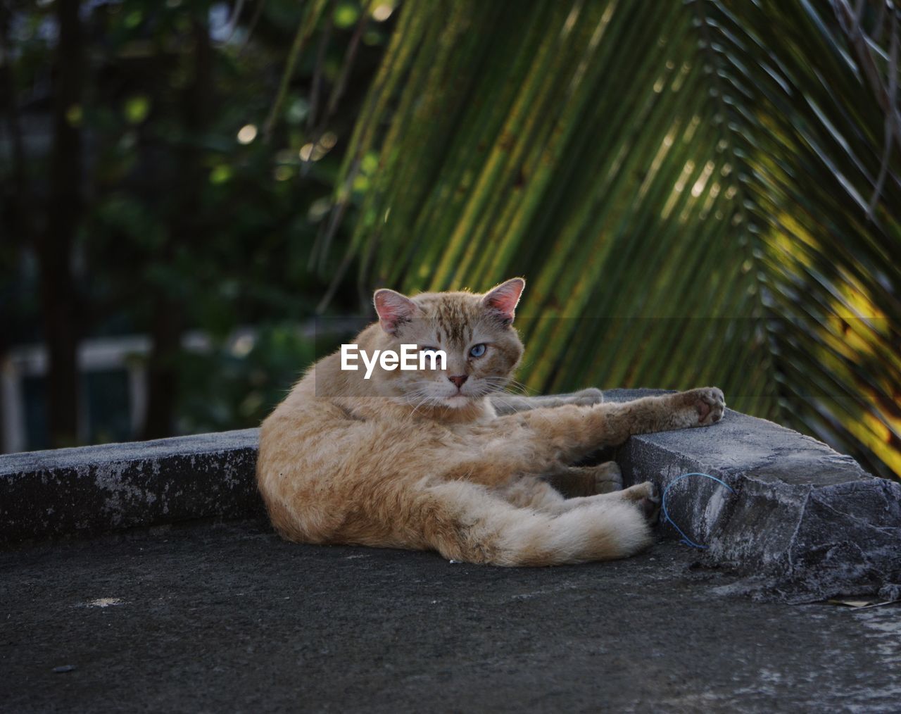 Portrait of cat sitting outdoors