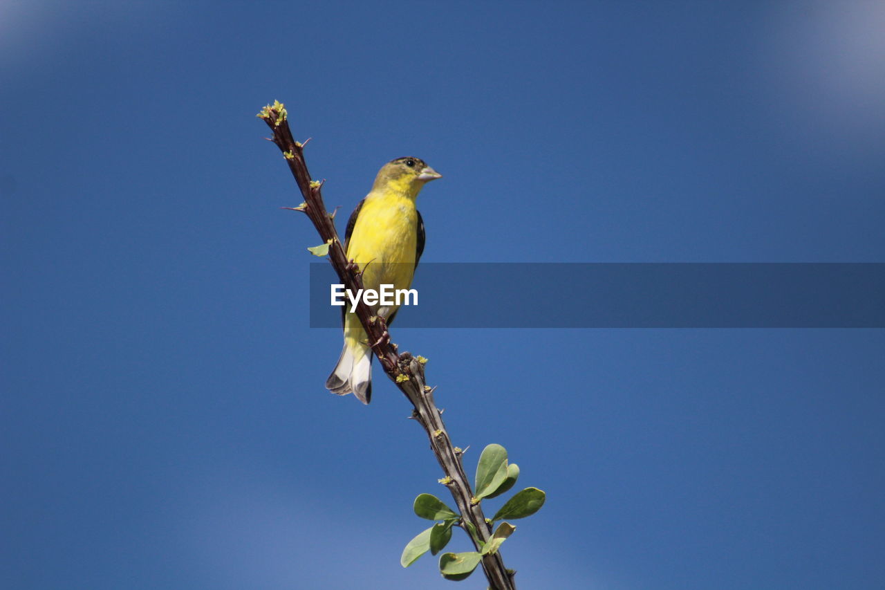 Low angle view of lesser goldfinch perching on twig against blue sky