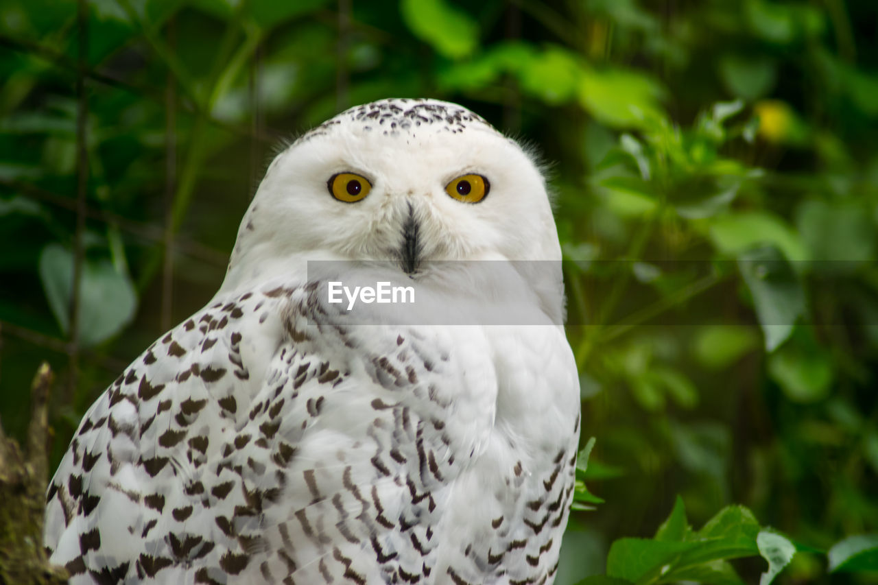 Close-up portrait of snowy owl