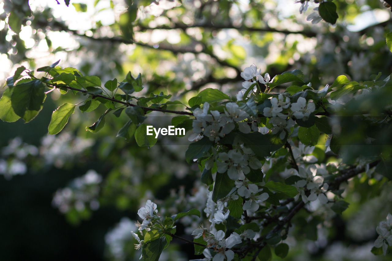 CLOSE-UP OF CHERRY BLOSSOMS ON TREE