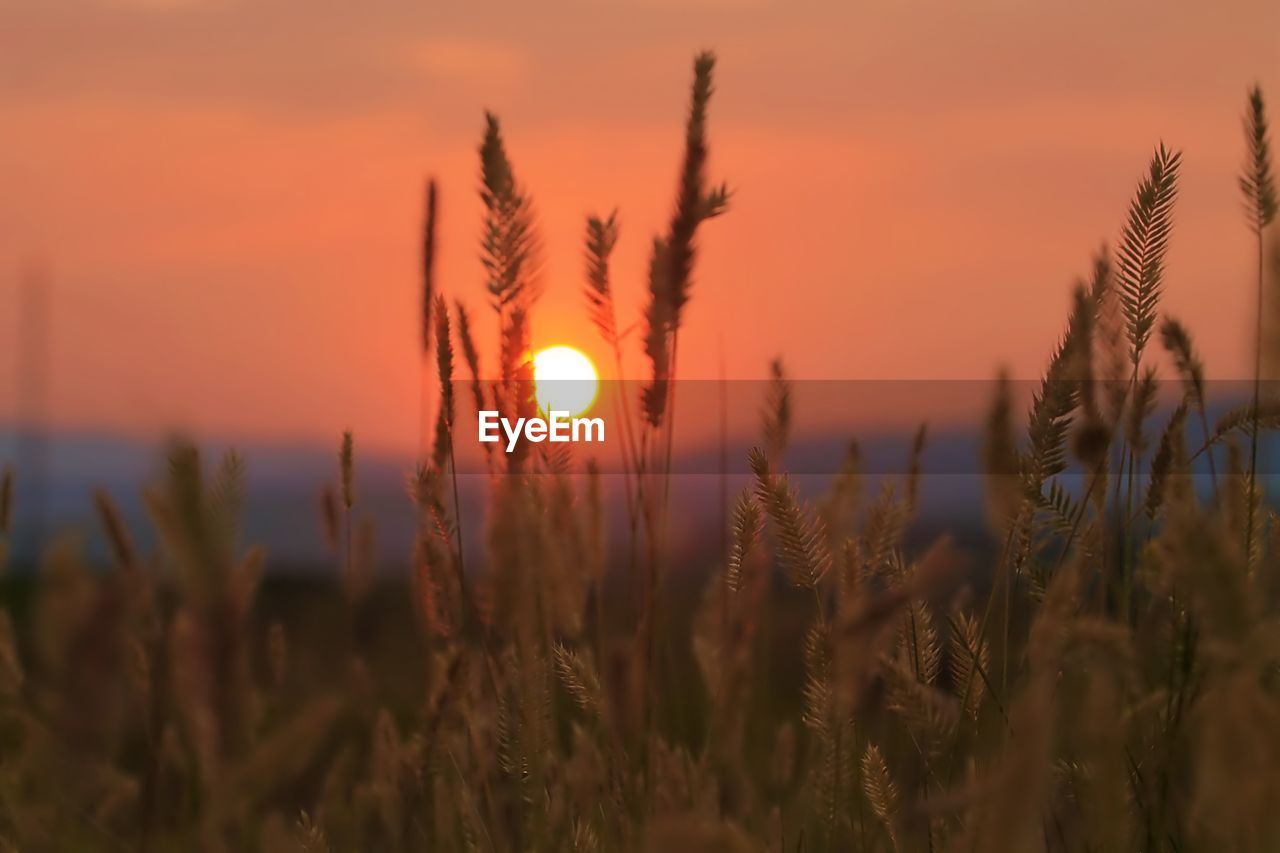 Close-up of stalks in field against orange sky