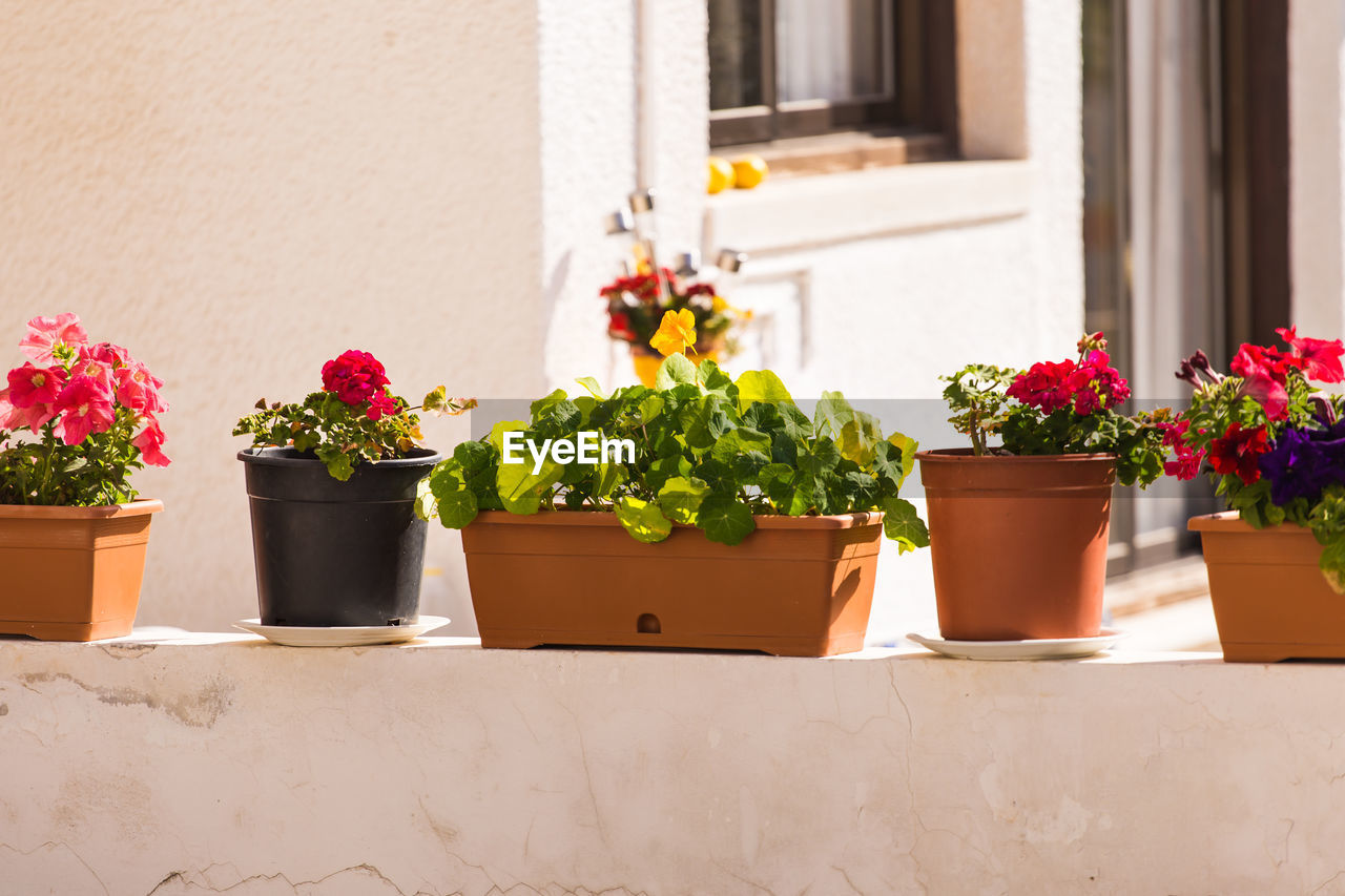 POTTED PLANTS ON WINDOW AGAINST WALL