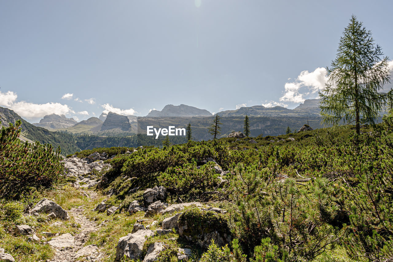 Plants growing on land against sky