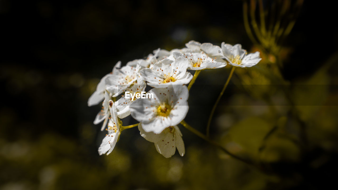 CLOSE-UP OF WHITE FLOWERING PLANTS