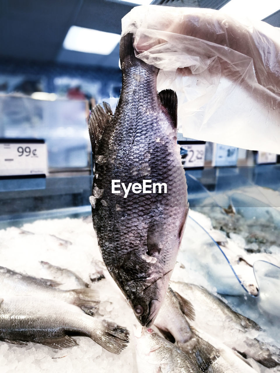 CLOSE-UP OF DEAD FISH ON ICE