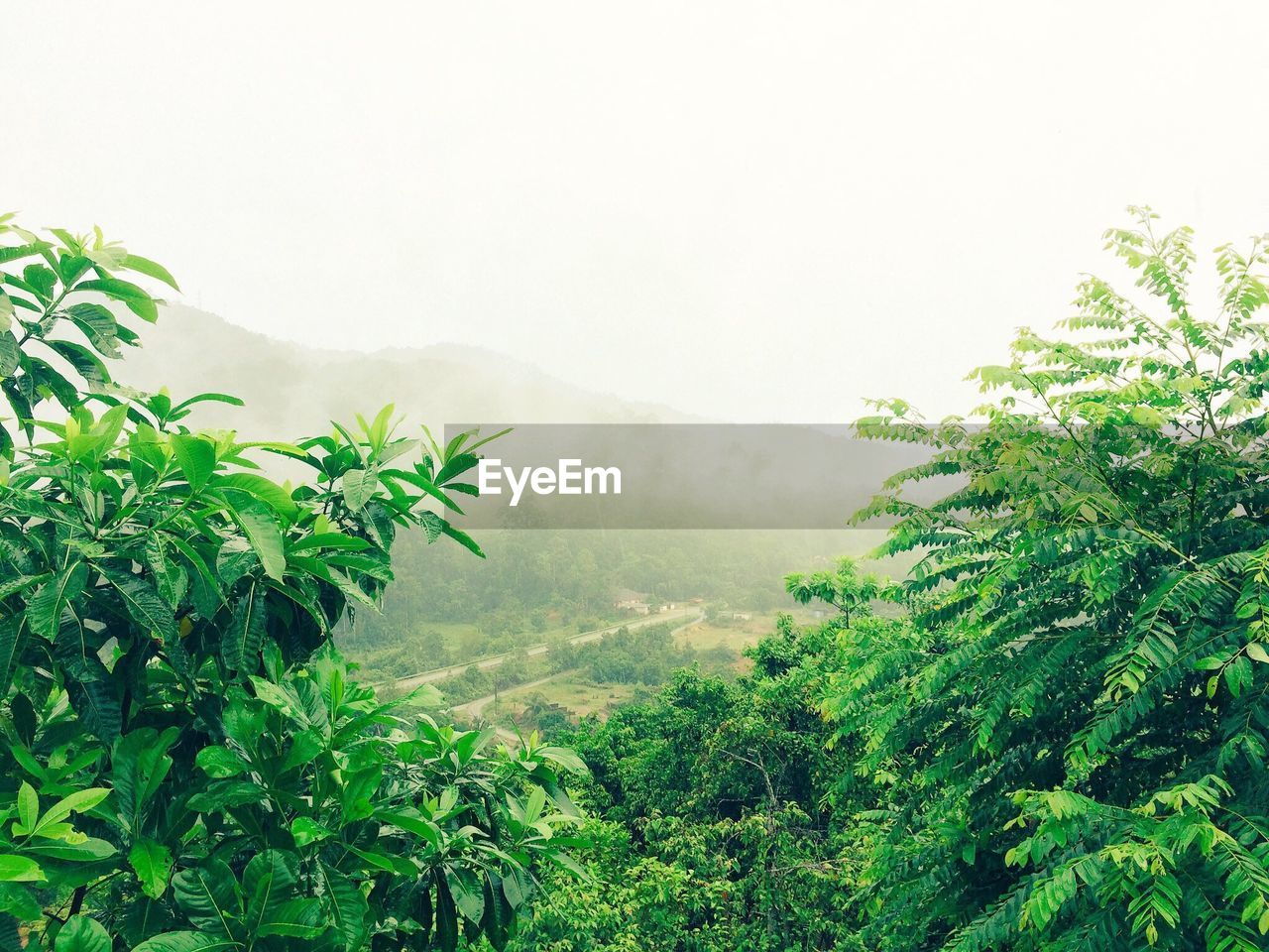 Plants on landscape against clear sky