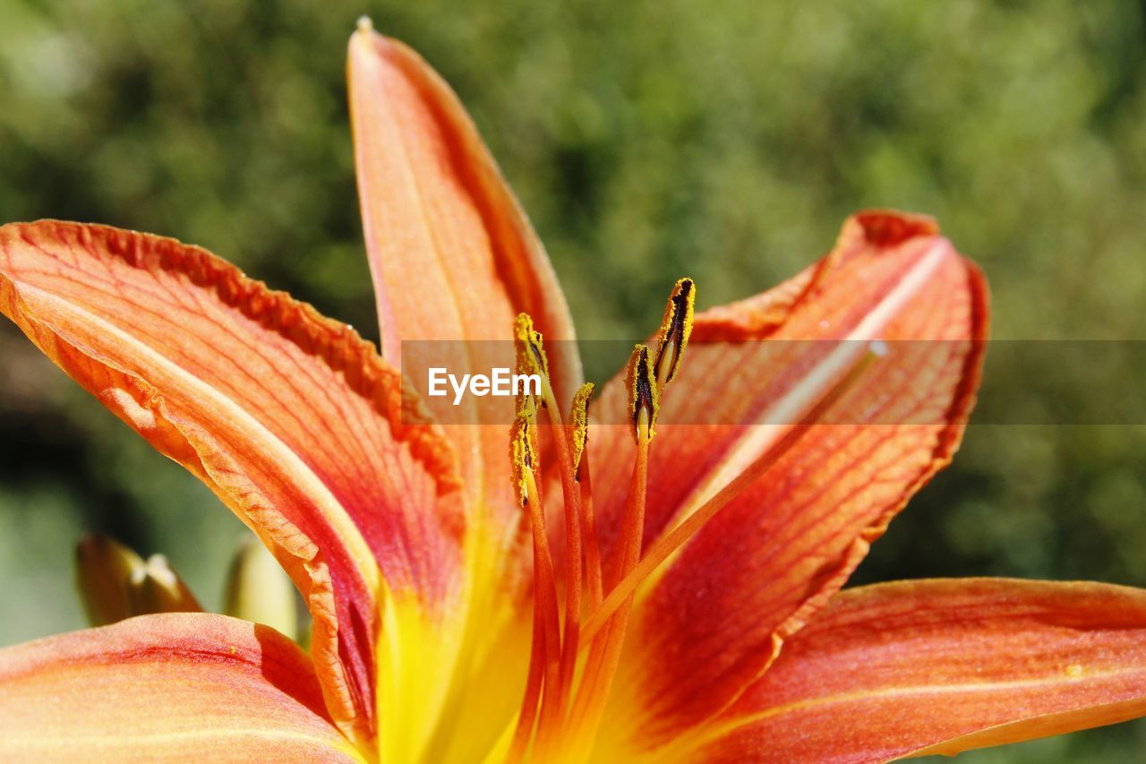 CLOSE-UP OF ORANGE DAY