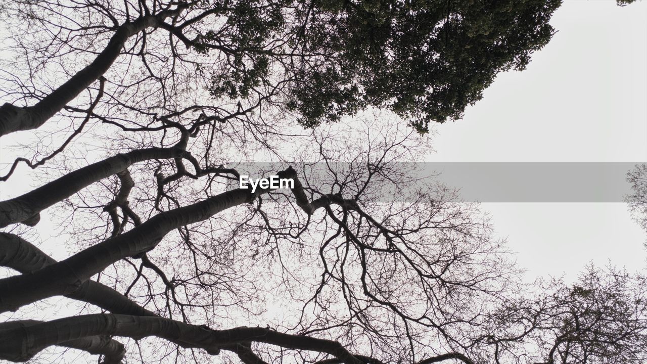 LOW ANGLE VIEW OF TREES AGAINST CLEAR SKY