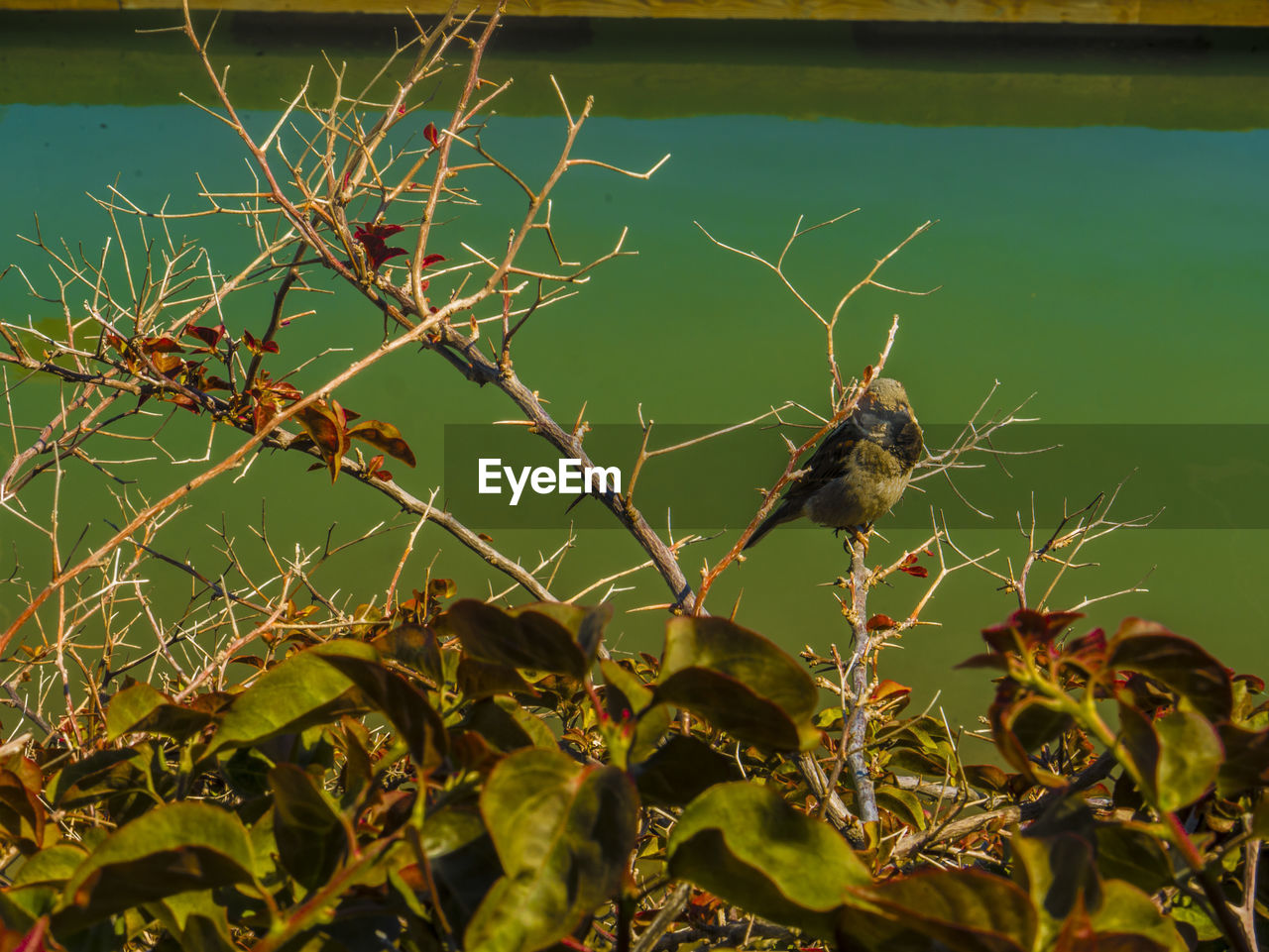 CLOSE-UP OF SPIDER WEB ON BRANCH OF TREE