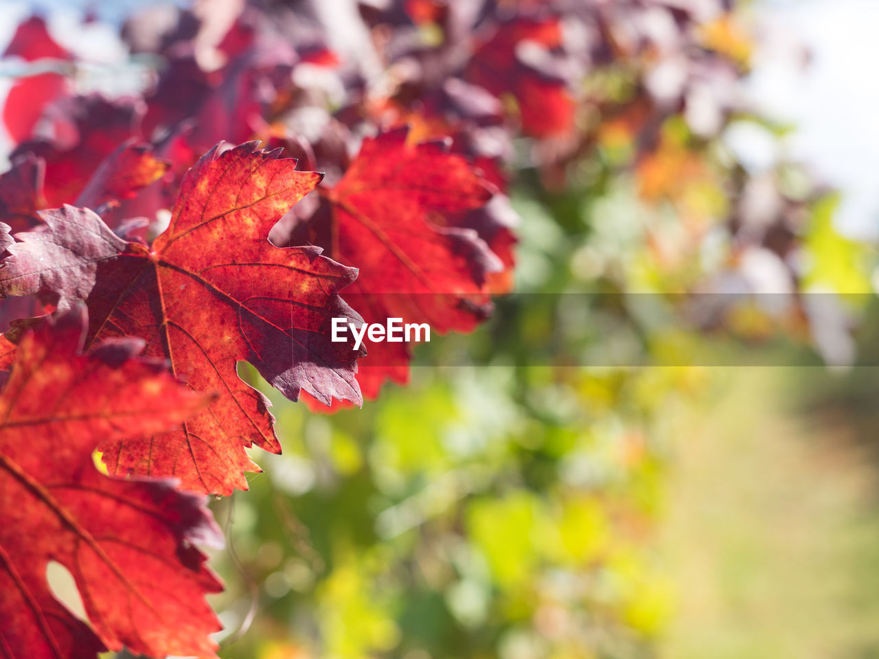 Close-up of maple leaves on tree