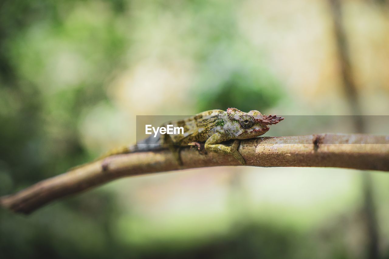 CLOSE-UP OF LIZARD ON BRANCH