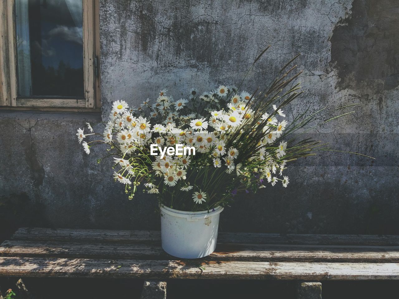 FLOWERS GROWING BY WINDOW