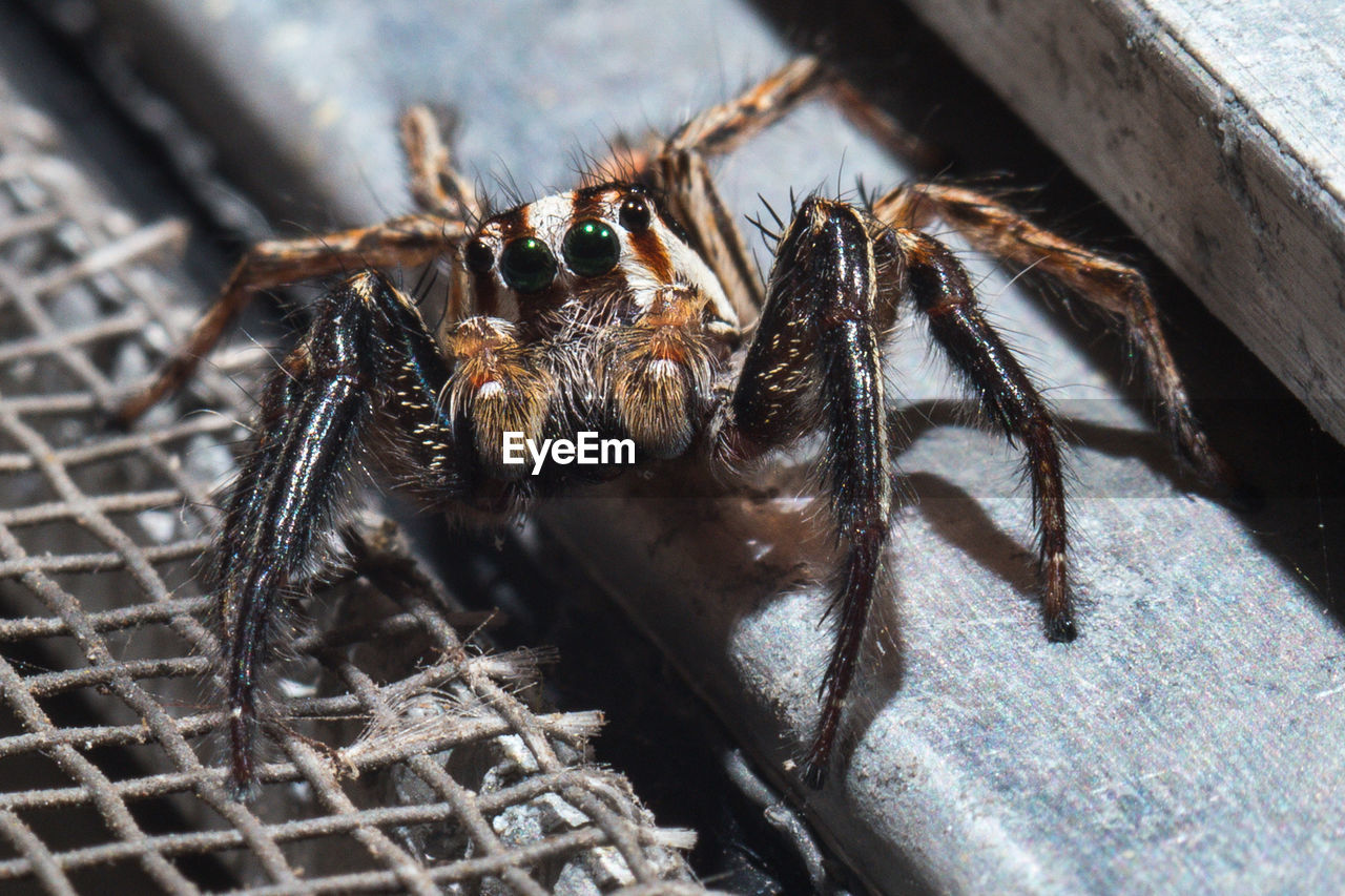 CLOSE-UP OF SPIDER ON WEB