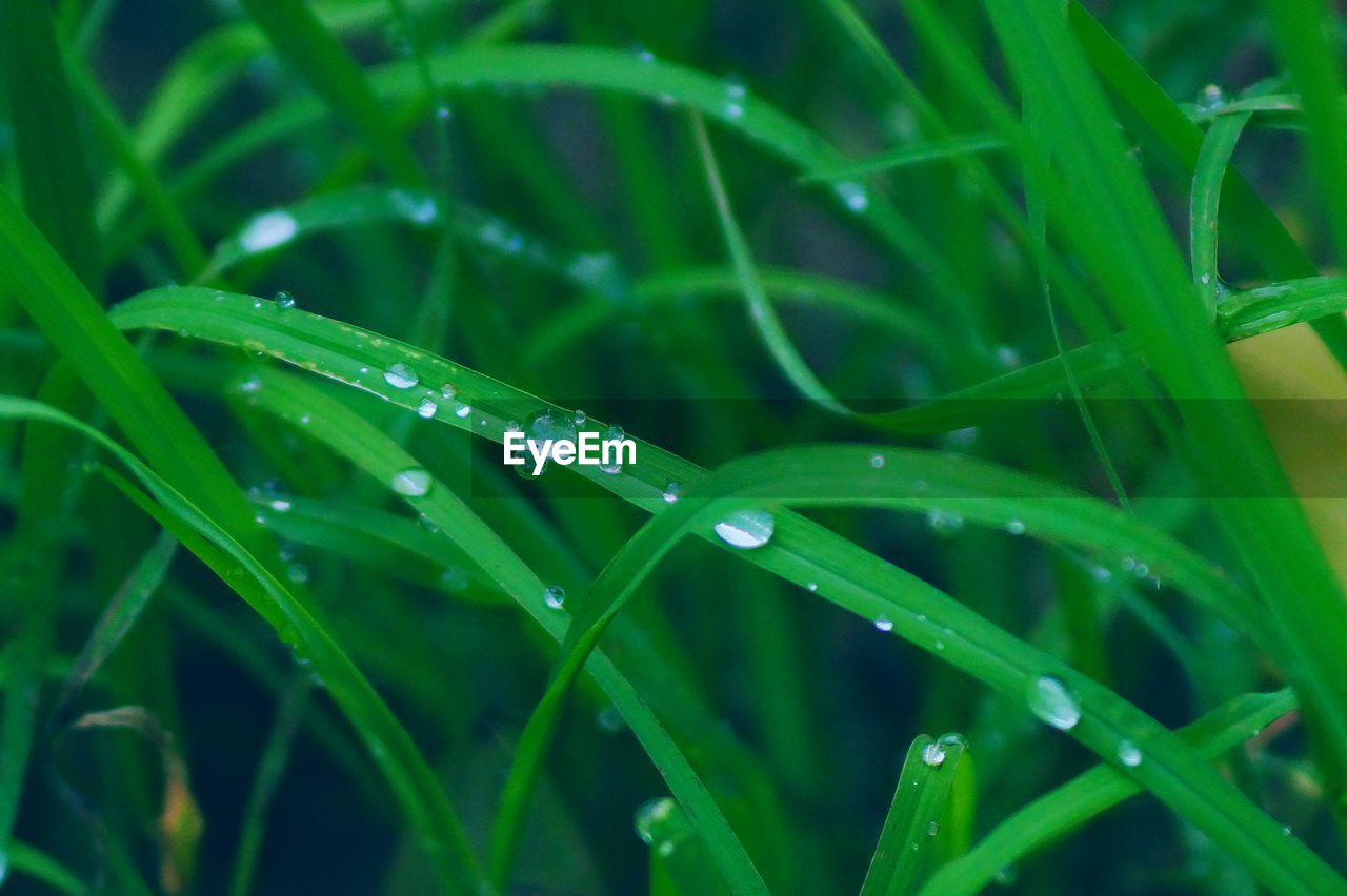 CLOSE-UP OF WATER DROPS ON PLANT