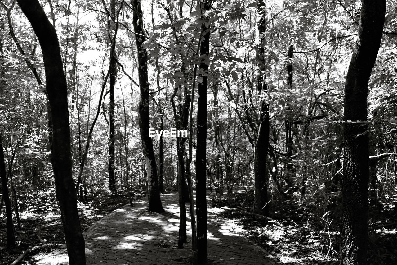 FULL FRAME SHOT OF TREES IN FOREST AGAINST SKY