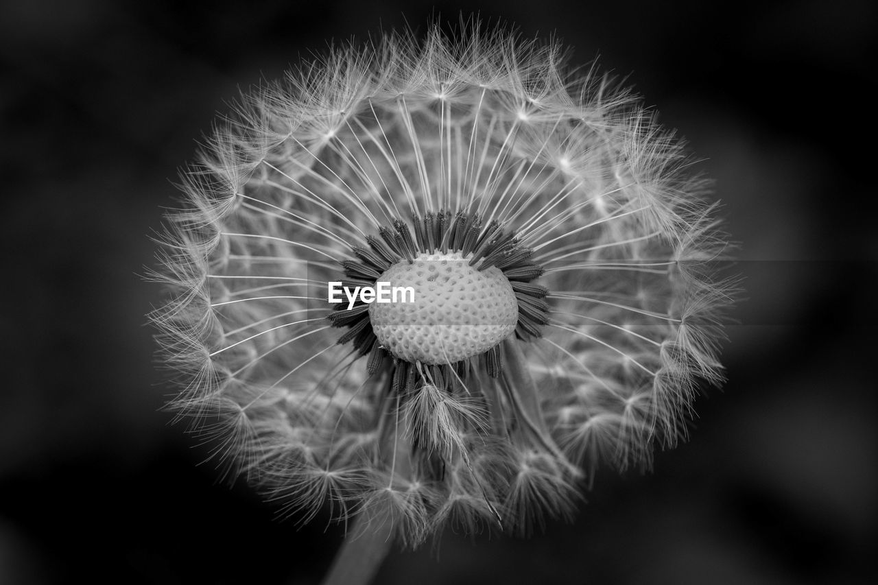 Close-up of dandelion on plant