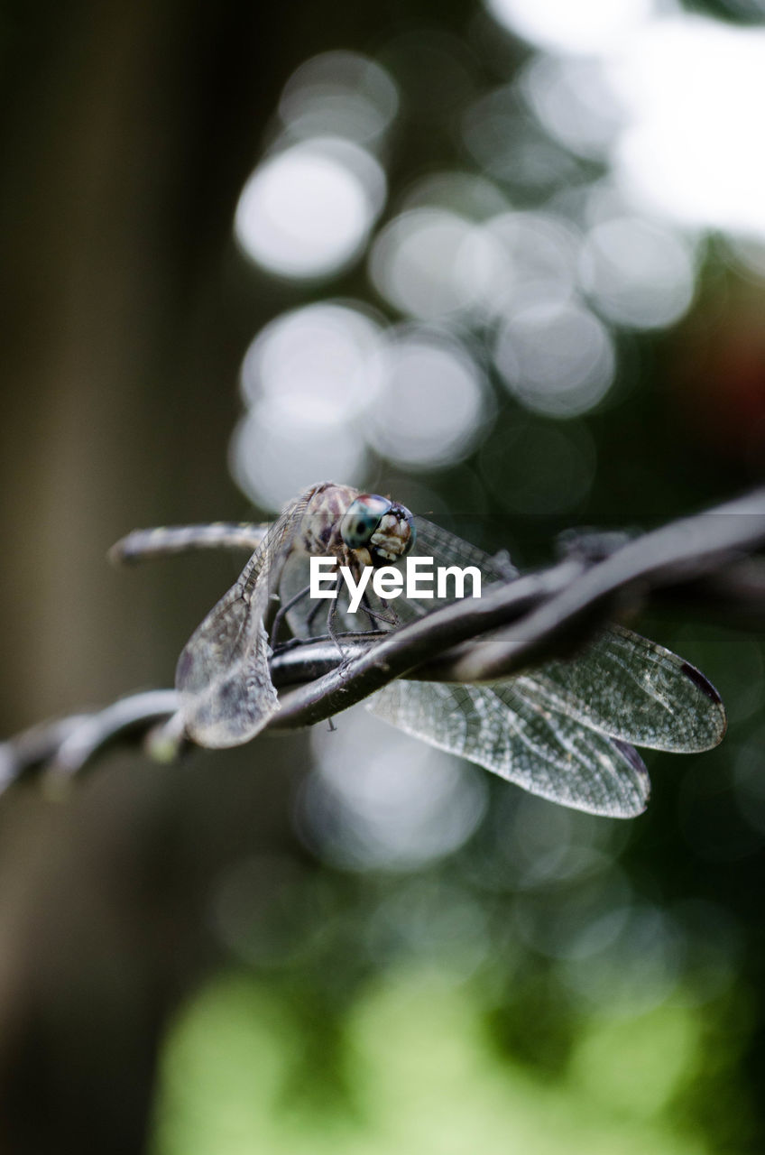 Close-up of dragonfly on wire