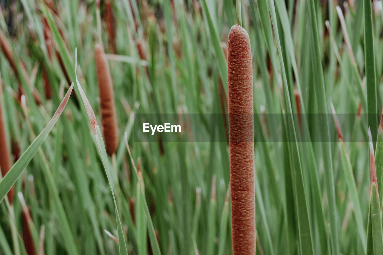 plant, growth, grass, nature, plant stem, green, flower, beauty in nature, close-up, no people, land, day, field, focus on foreground, cattail, tranquility, outdoors, prairie, horsetail, leaf