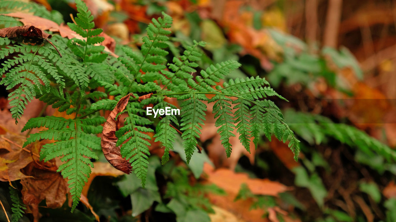 Green fern leaves, natural floral fern in forest. natural thickets, floral abstract background. 