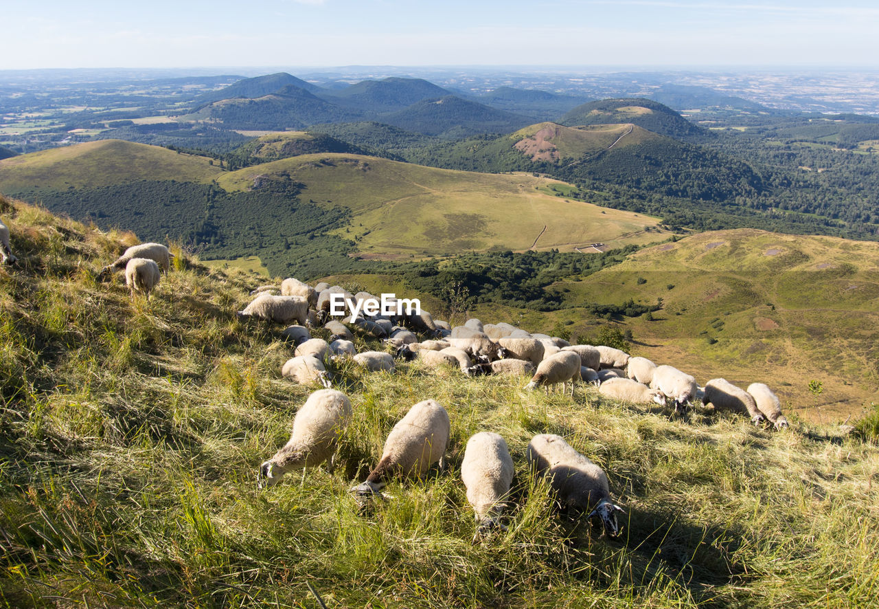 mammal, animal, domestic animals, animal themes, livestock, sheep, landscape, pet, environment, group of animals, land, plant, nature, field, grass, mountain, beauty in nature, agriculture, no people, scenics - nature, pasture, flock of sheep, rural area, grazing, day, plateau, green, large group of animals, wilderness, tranquility, non-urban scene, sky, mountain range, tranquil scene, high angle view, rural scene, outdoors, grassland, meadow, highland, sunlight, growth, idyllic, plain, animal wildlife