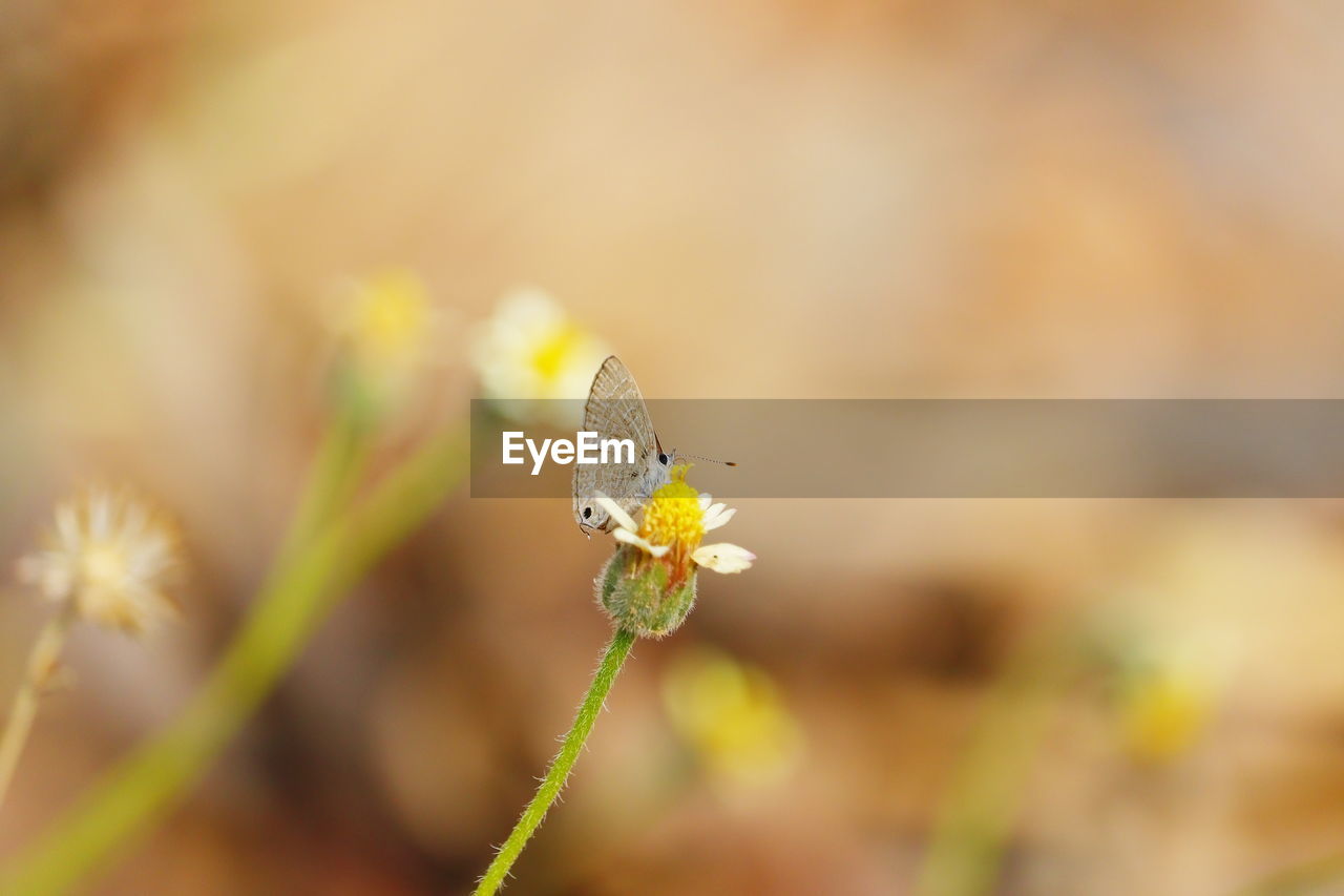 Little white butterfly on yellow white flower, butterfly insect closeup