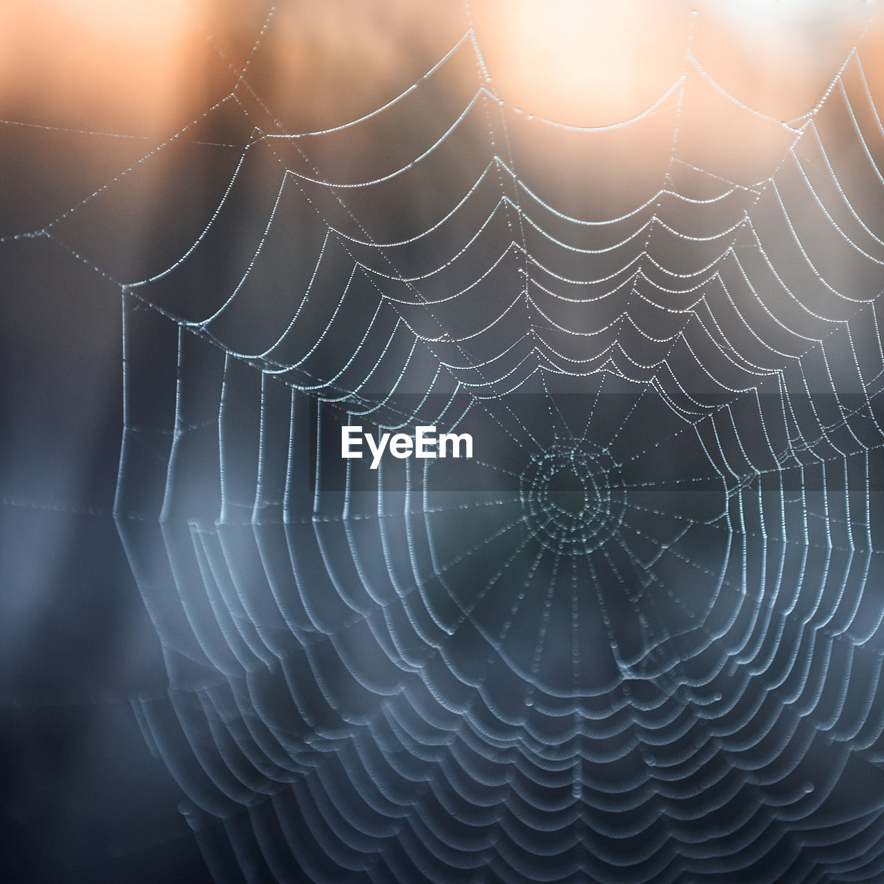 CLOSE-UP OF SPIDER WEB IN A BACKGROUND