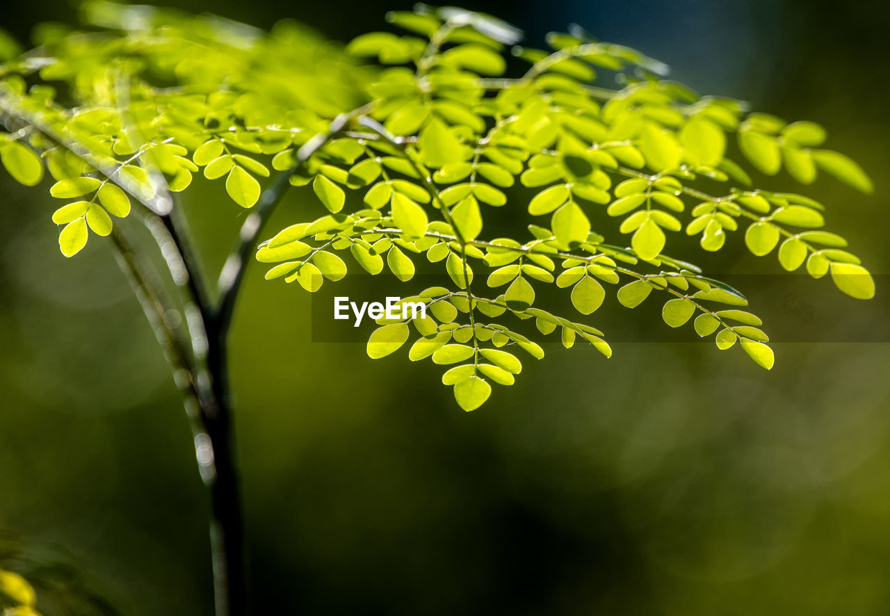 Close-up of plant leaves