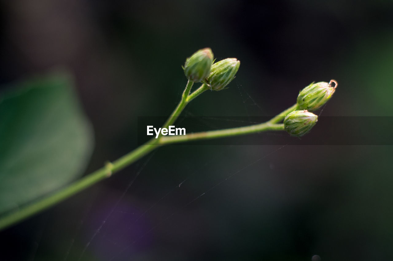 Close-up of green plant