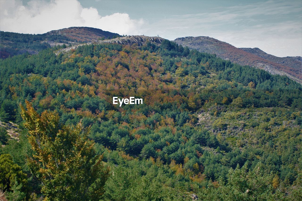 High angle view of trees on mountain against sky