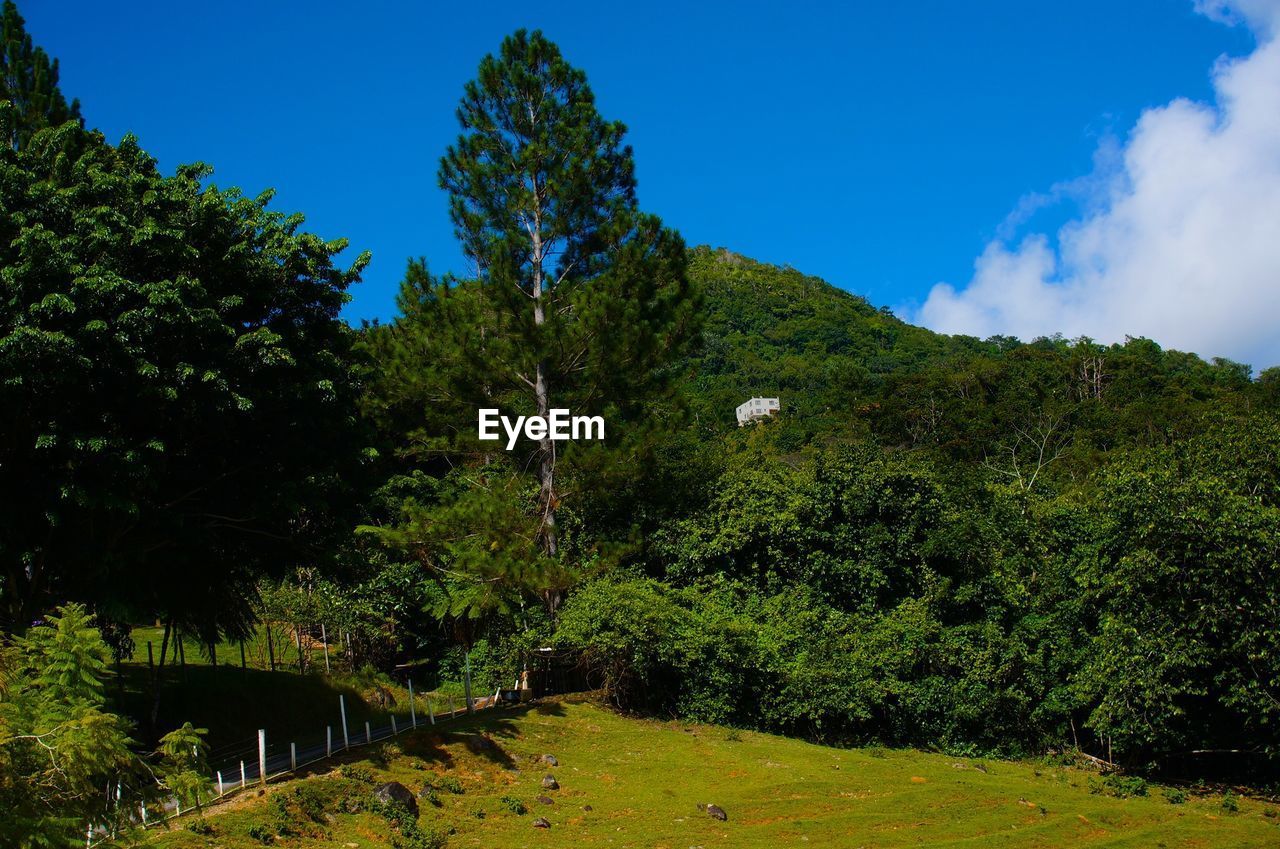 VIEW OF TREES ON LANDSCAPE