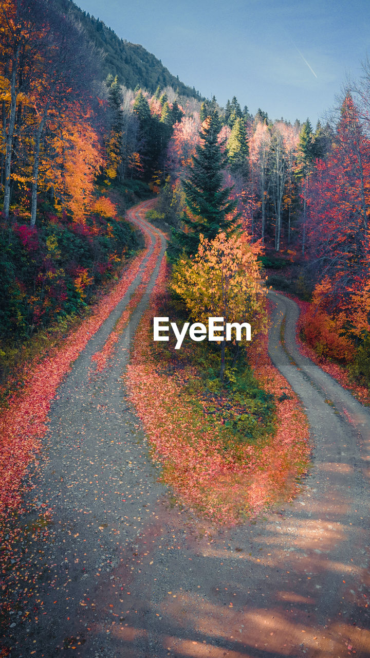 autumn, plant, road, tree, nature, beauty in nature, landscape, scenics - nature, no people, environment, transportation, land, morning, sky, tranquility, leaf, multi colored, forest, mountain, footpath, the way forward, tranquil scene, outdoors, non-urban scene, day, orange color, red, country road, street, pinaceae, plant part