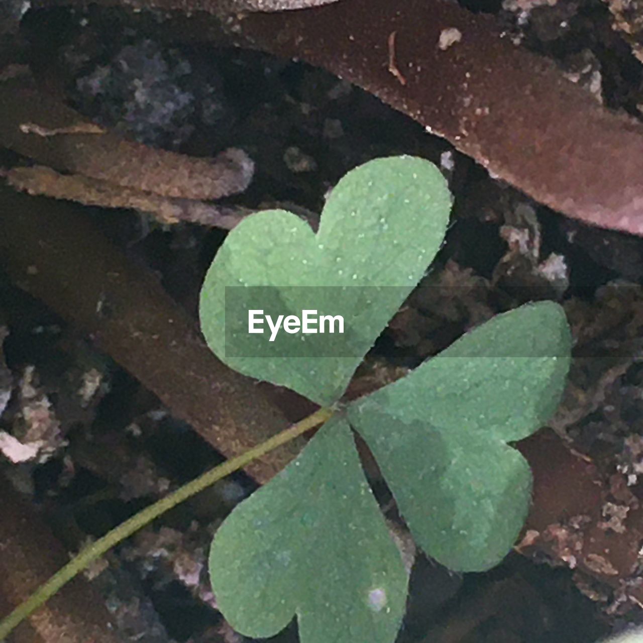 CLOSE-UP OF WET LEAVES