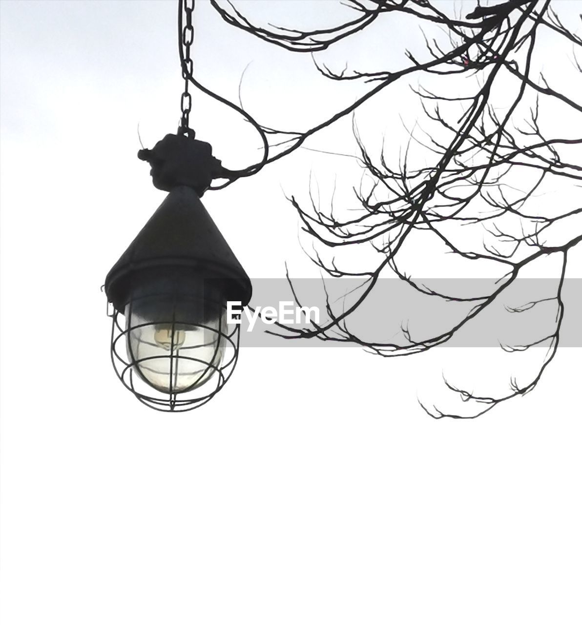 LOW ANGLE VIEW OF LIGHT BULB HANGING FROM BRANCH