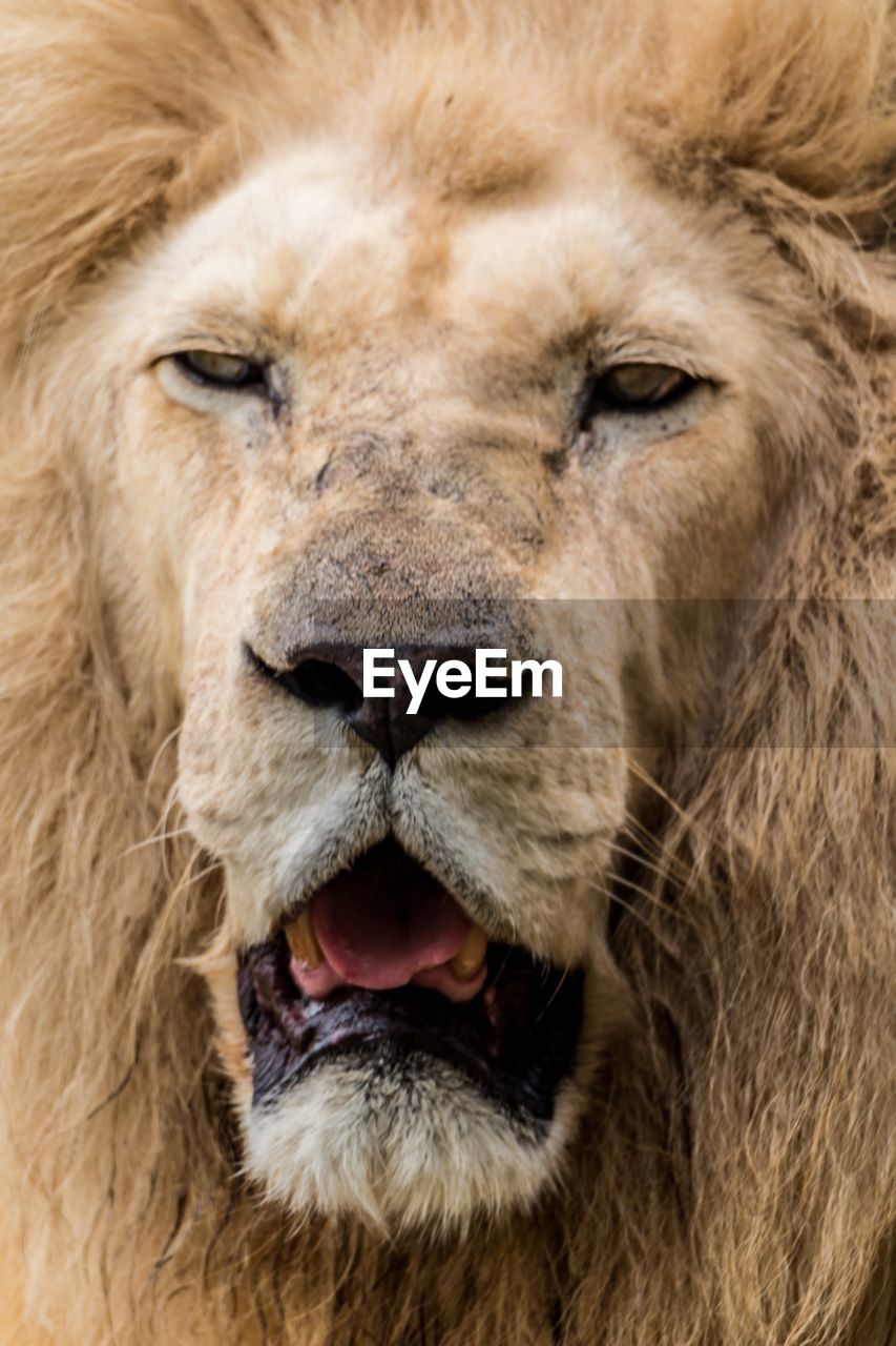 Close-up portrait of a lion