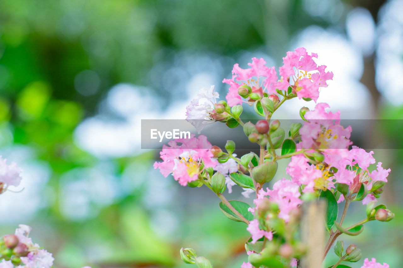 Beauty pink flower