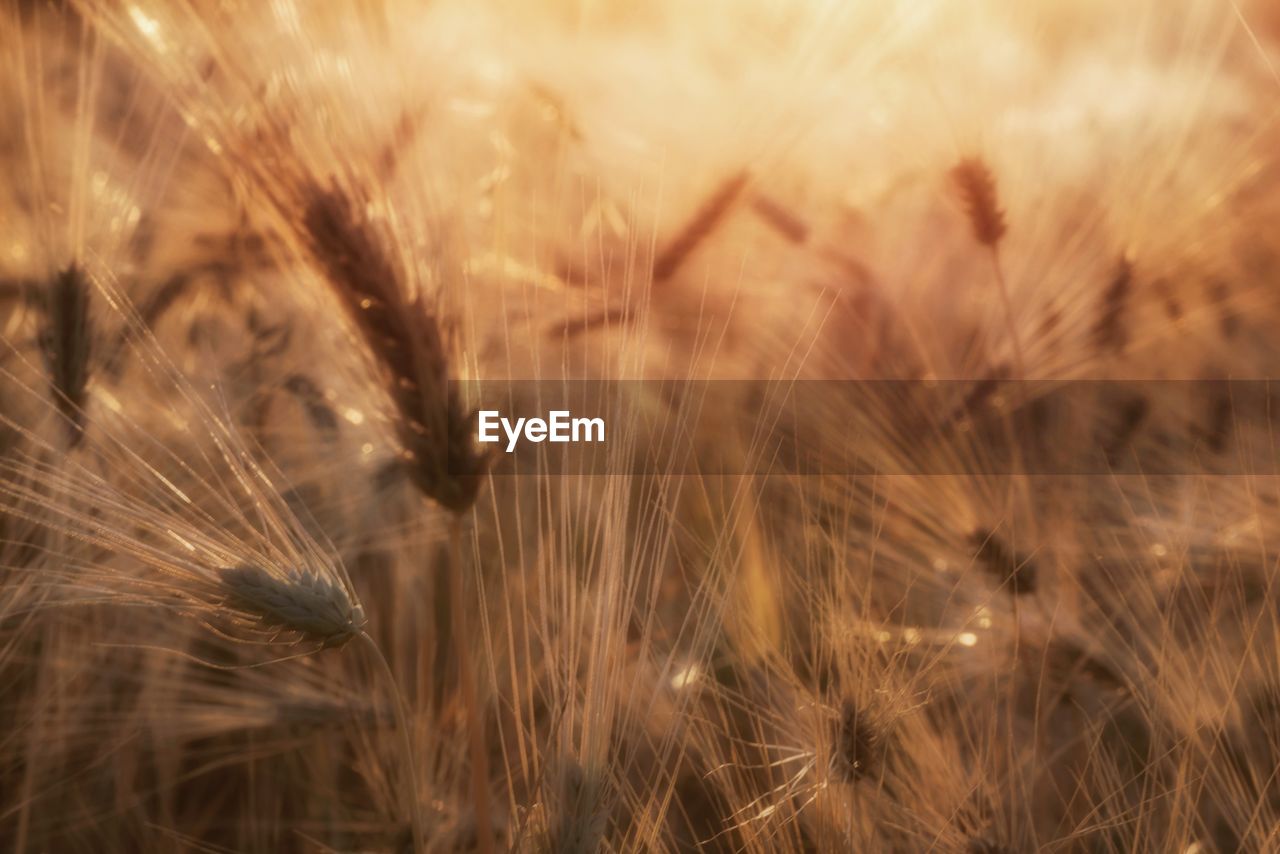 Close-up of wheat growing on field