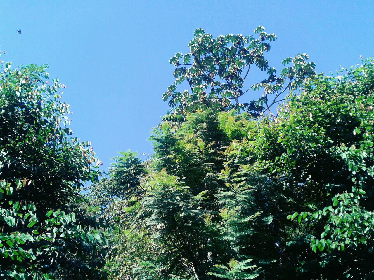 LOW ANGLE VIEW OF TREES AGAINST SKY