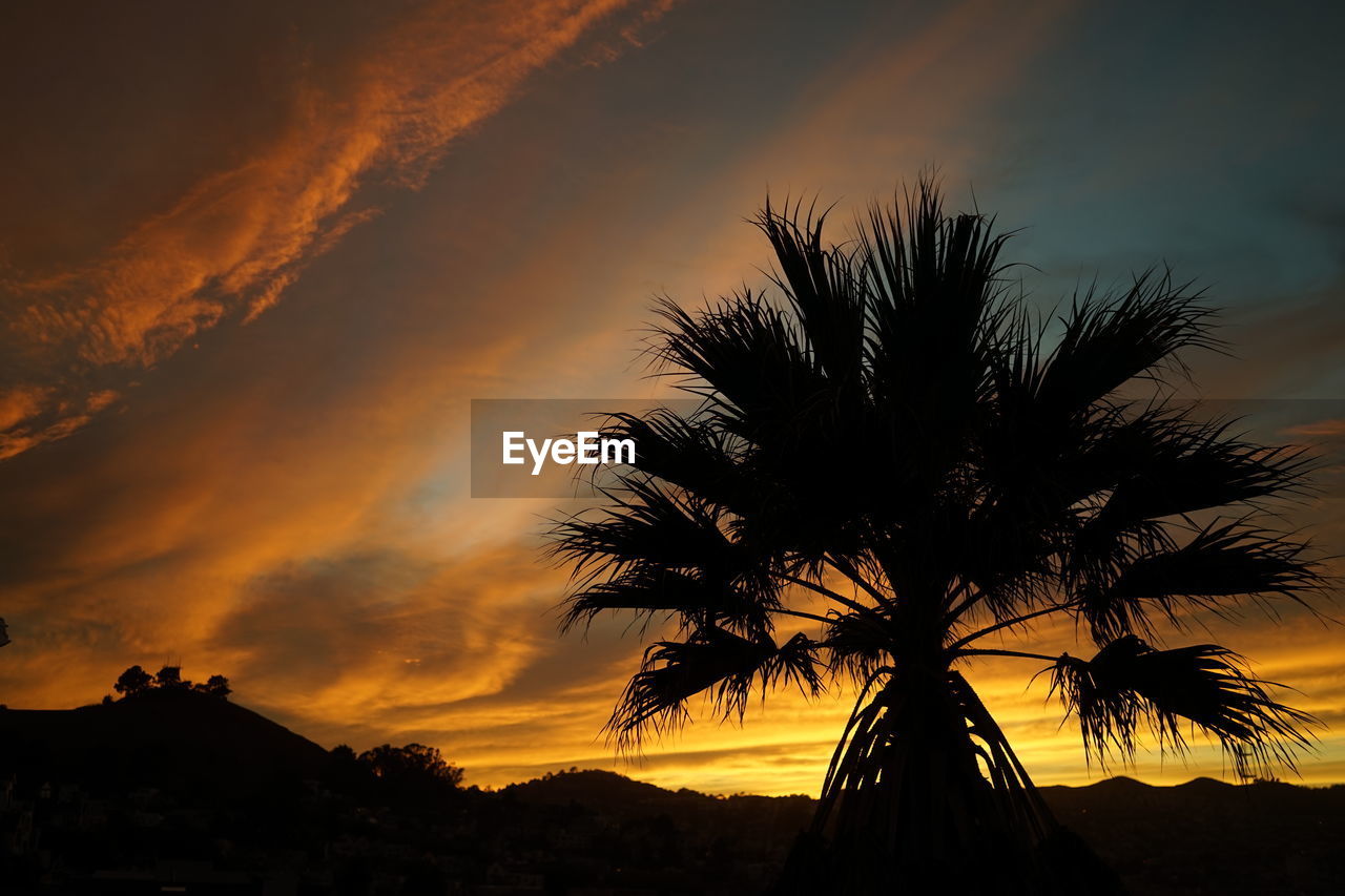 Silhouette palm tree on field against cloudy sky at sunset