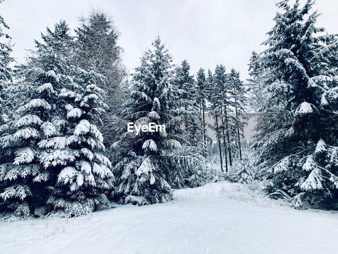 SNOW COVERED PINE TREES IN FOREST DURING WINTER