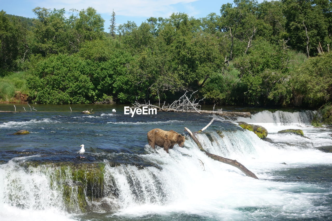 SCENIC VIEW OF RIVER FLOWING