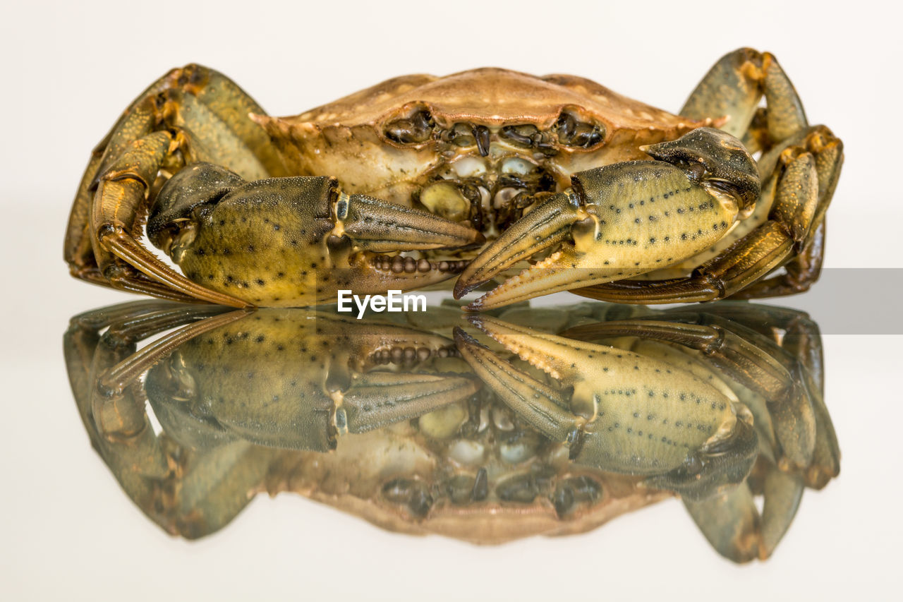 Close-up of crab with reflection against white background