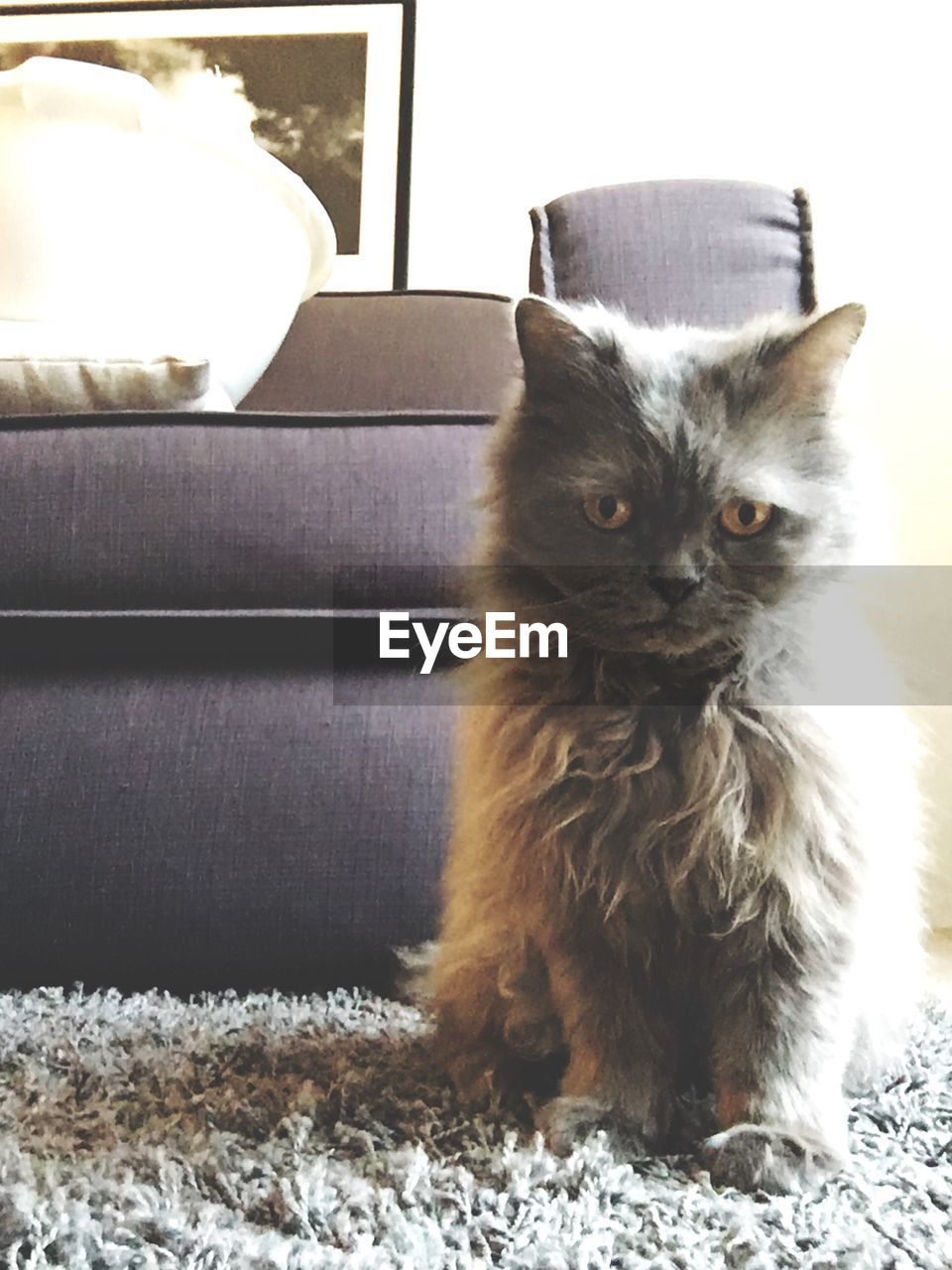 Portrait of cat sitting by sofa at home