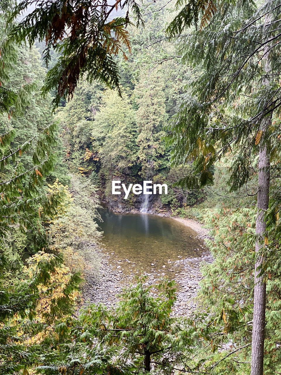 WATER FLOWING IN FOREST