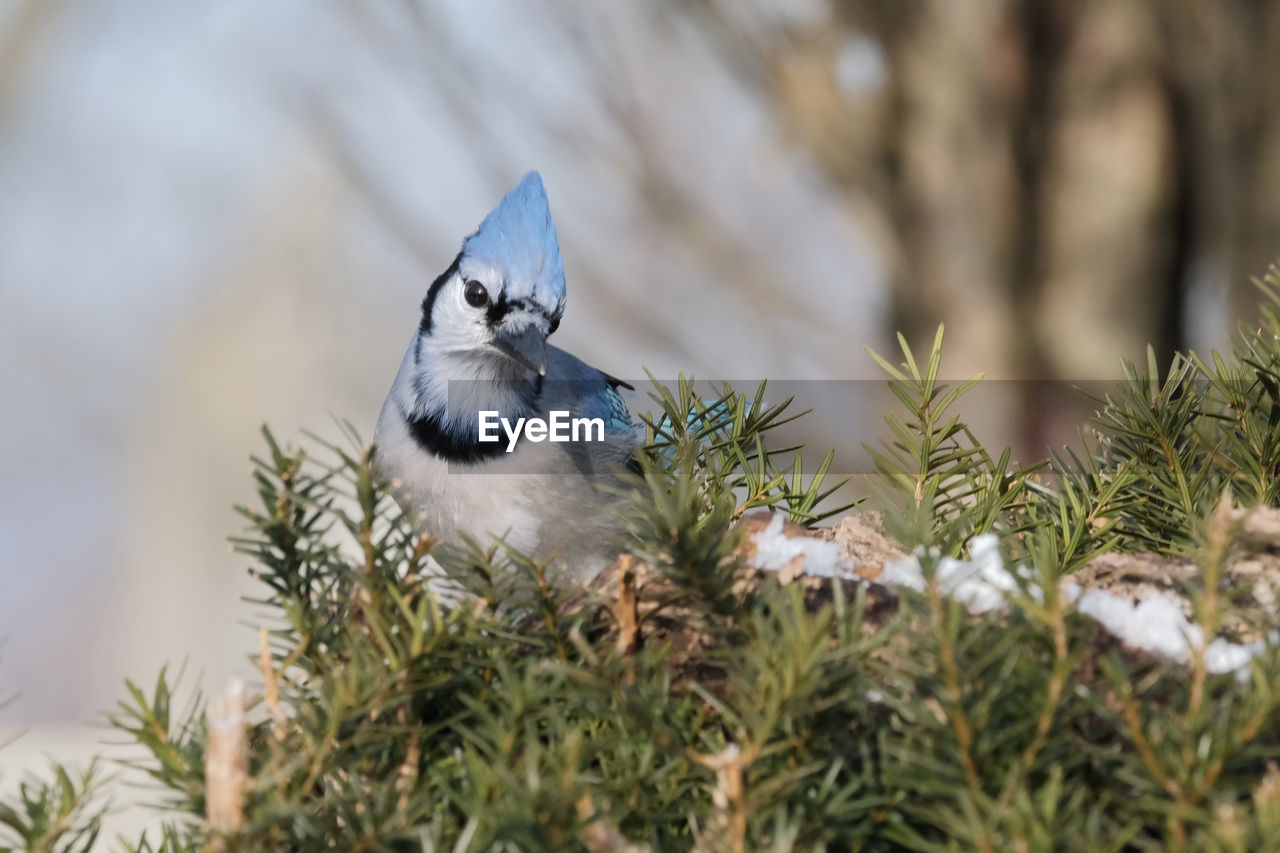 Bluejay perched