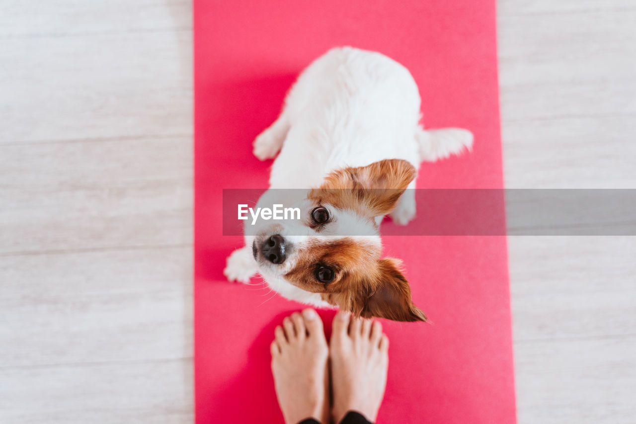 MIDSECTION OF PERSON HOLDING DOG