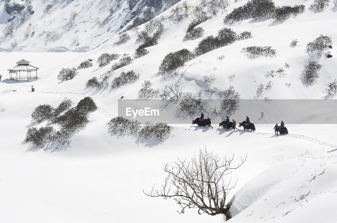 People and animals on snowcapped mountain