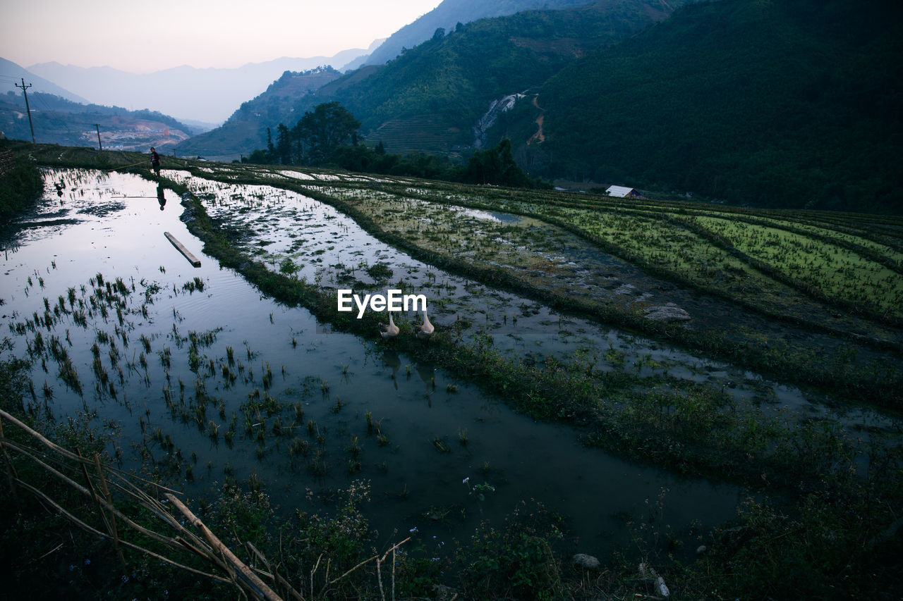 SCENIC VIEW OF RICE PADDY