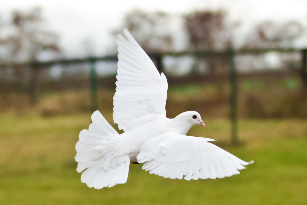 WHITE BIRD FLYING