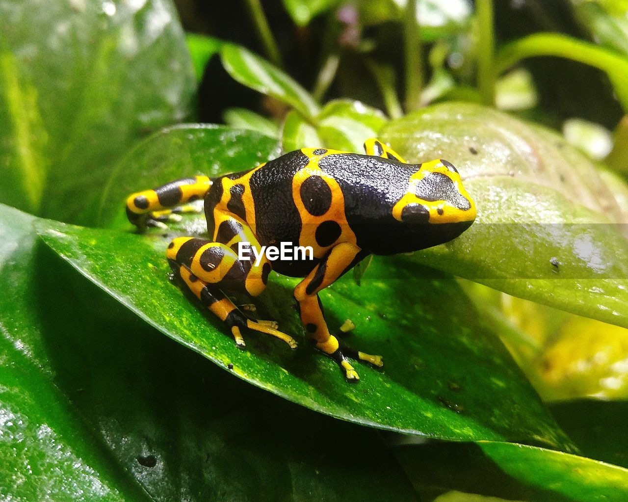 Close-up of poison arrow frog on leaf