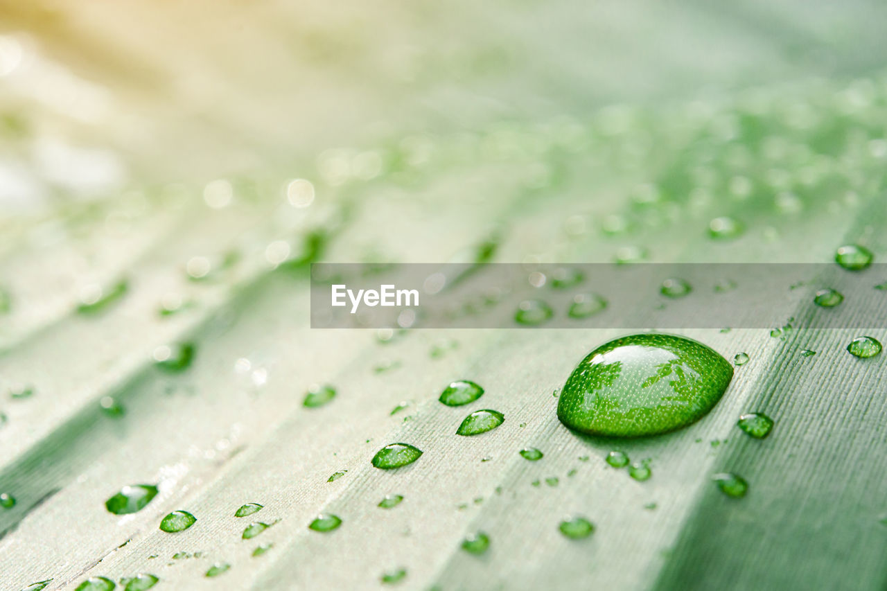 Water drops on banana leaf background with sun light